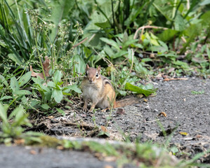 Chipmunk in Grass Looking at Camera
