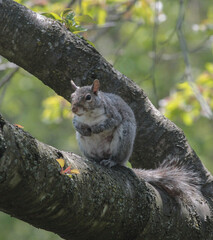 Eastern Gray Squirrel Standing on a Tree Branch