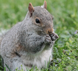 Eastern Gray Squirrel Standing in Grass Eating Seeds