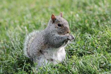 Eastern Gray Squirrel Standing in Grass on a Spring Day Eating
