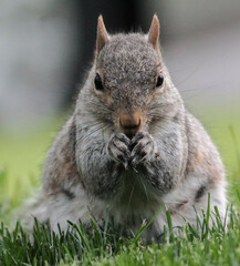 Closeup of Eastern Gray Squirrel Eating