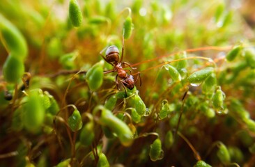 ants on a leaf