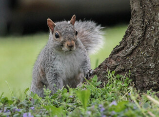 Eastern Gray Squirrel Standing Still in the Grass