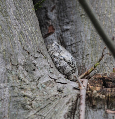 An Eastern Gray Tree Frog Sleeping on a Tree
