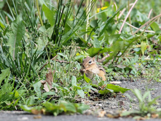 Chipmunk Eating a Samara in the Grass