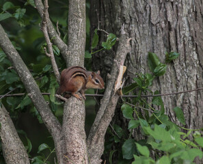 Chipmunk Standing on Tree Branch