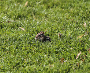 Chipmunk in the Grass Eating