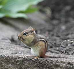 A Chipmunk Standing on Bricks Wiping Its Face
