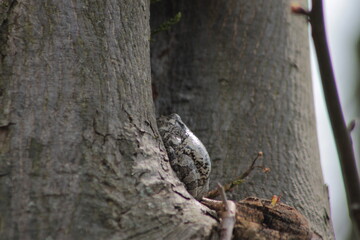 Eastern Gray Tree Frog Sleeping on a Tree on a Sunny Day