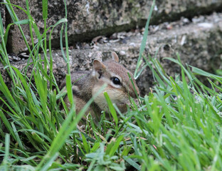 Chipmunk in the grass Eating