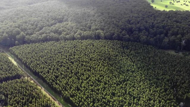 Aerial View Of A Forest In Western Australia. Beautiful Tree View From A Drone.