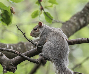 Eastern Gray Squirrel Climbing a Tree Branch