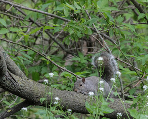 Eastern Gray Squirrel Laying on Tree Branch