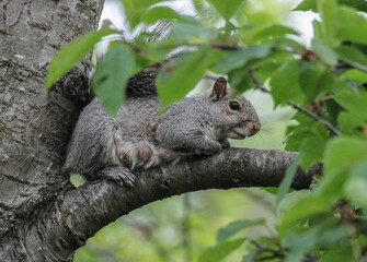 Naklejka na ściany i meble Female Eastern Gray Squirrel Laying on Tree Branch