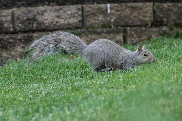 Eastern Gray Squirrel Running Through the Grass