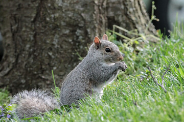 Eastern Gray Squirrel Standing and Eating