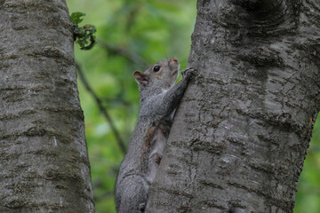 Eastern Gray Squirrel Crawling up Tree Branch