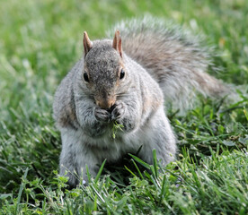 Eastern Gray Squirrel Eating