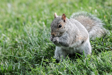 Eastern Gray Squirrel Standing in Grass Eating