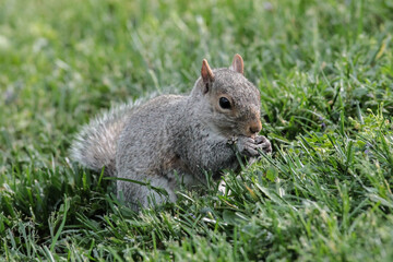 Naklejka na ściany i meble Eastern Gray Squirrel Eating Seeds from the Grass
