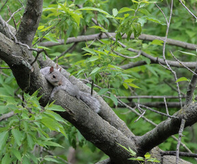 Eastern Gray Squirrel Laying Down on Tree Branch