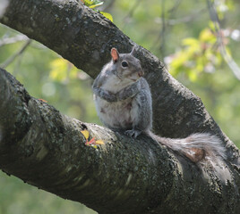 Eastern Gray Squirrel on Tree Branch Looking to the Side
