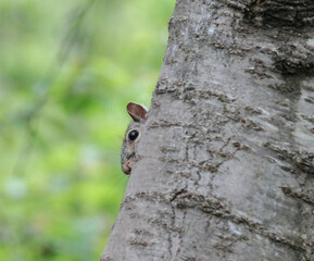 Eastern Gray Squirrel with Head Poked Out from Tree