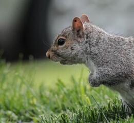 Eastern Gray Squirrel Looking in the Grass
