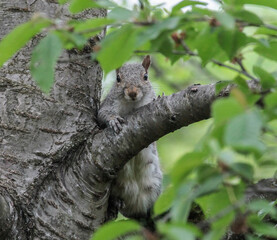 Eastern Gray Squirrel Leaning on Tree Branch Looking at Camera