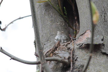 The Back of an Eastern Gray Tree Frog