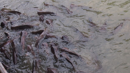 A group of freshwater fish in a canal