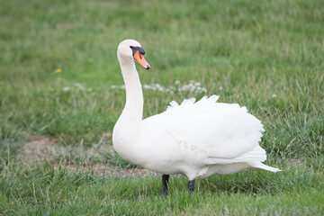 Swan foraging for food in the grass.   Anatidae Cygnus up close looking for something to eat.  White feathered bird with black face markings and orange beak, roaming near a river bank.