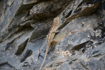 A lizard climbing huge steep  rocks