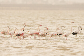 Group of Flamingo in Tunisia