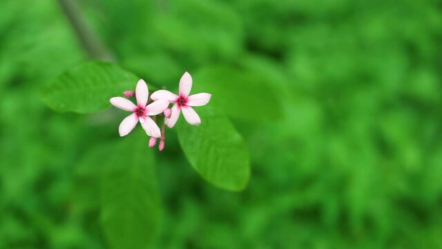 Small Blossom Pink Flower Kopsia and Bud with Drop of water with Lush Green Leaves in Background 