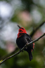 A Samoan Myzomela honey eater bird in a tree on the island of Upolu in Samoa
