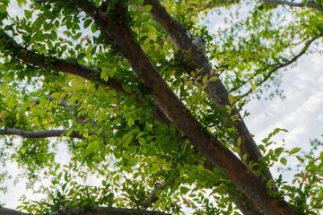 Tree in the spring time