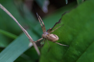 Macro of a Metellina Segmentata (Long-Jawed Orb Weavers) Crawling Through the Grass