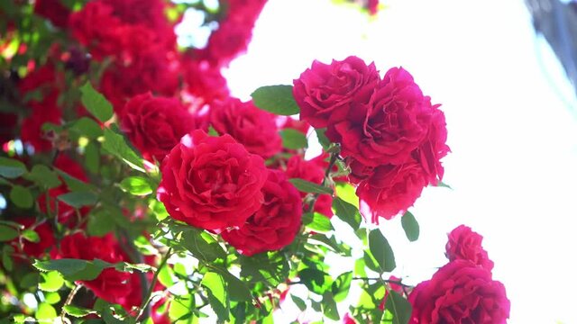 A bunch of bloomed red roses on a rose tree