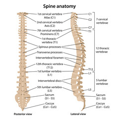 Human vertebral column in profile and back with main parts labeled. Medical vector illustration in flat style is isolated on white background