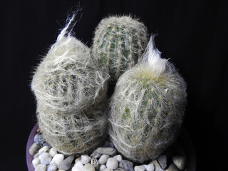 Cacti Espostoa lanata. Flowers in pots.