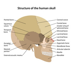 Structure of the human skull with main parts colored and labeled. Lateral view. Medical vector illustration in flat style on white background