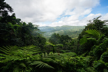 The top of Mount Vaea walking trail in Samoa looking out to Apia