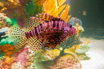 Lionfish
