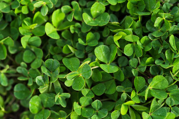 Fototapeta na wymiar top view of clover leaves of different heights and sizes. Green summer natural rug