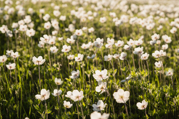 White flowers in the field, green grass. Selective focus. Natural summer green herbal background.