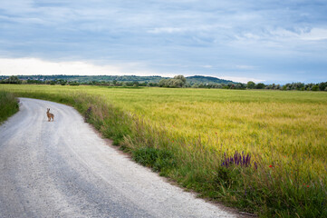 Fototapeta na wymiar Hare on a gravel road on countryside in Burgenland