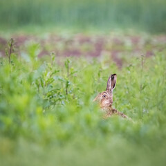 Hare alert in high grass