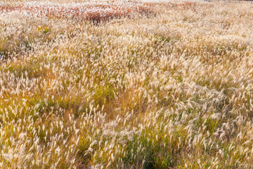 silver grass at Haneul park in Seoul, Republic of Korea
