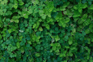 Small green leaves, decorate the garden